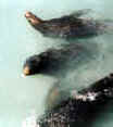 Harbor Seals.jpg (58584 bytes)